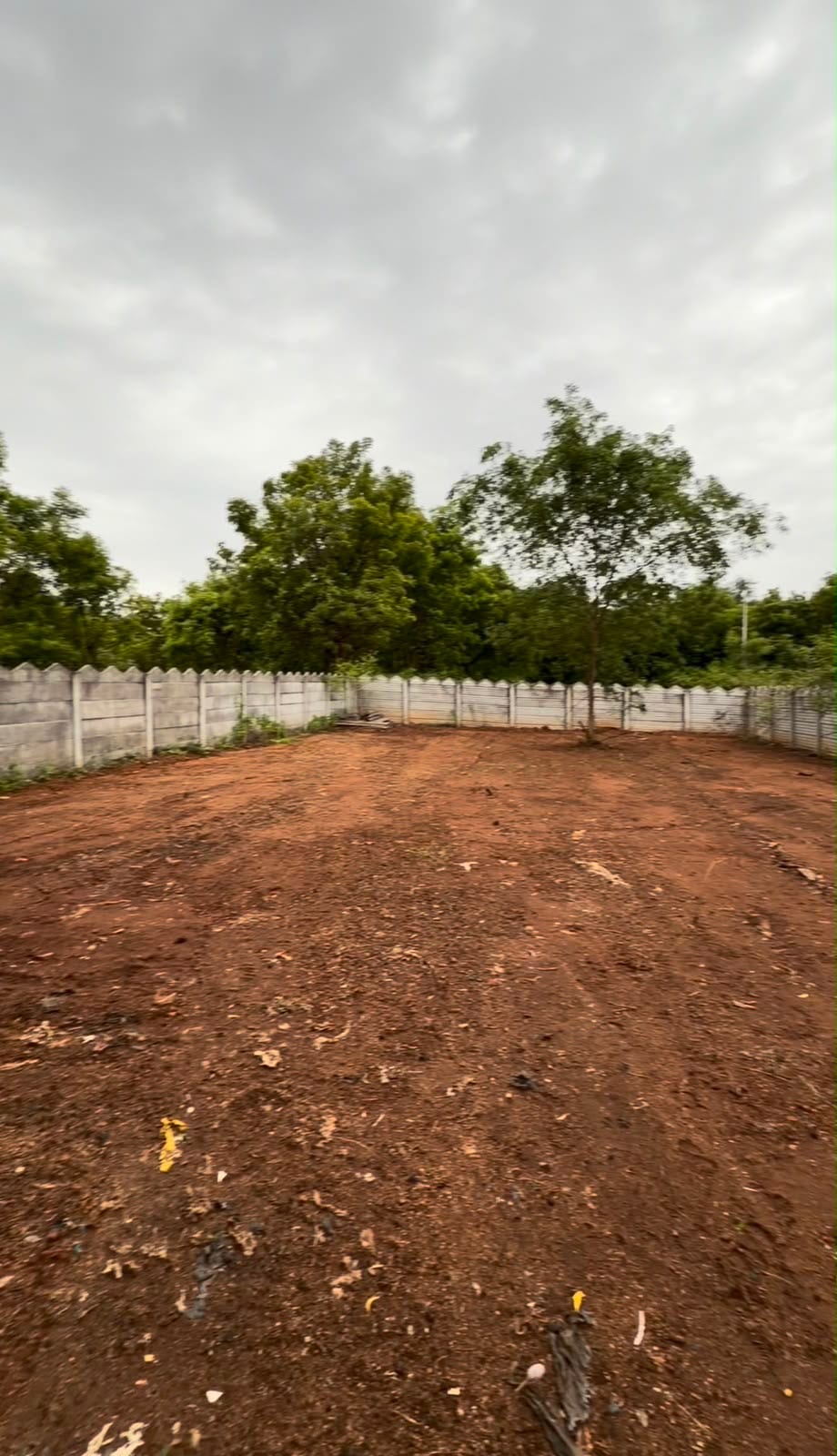 PLOT VIEW